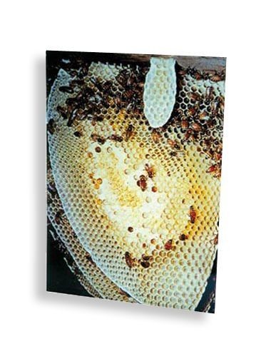 Honey Bee Study Prints (Set 12)